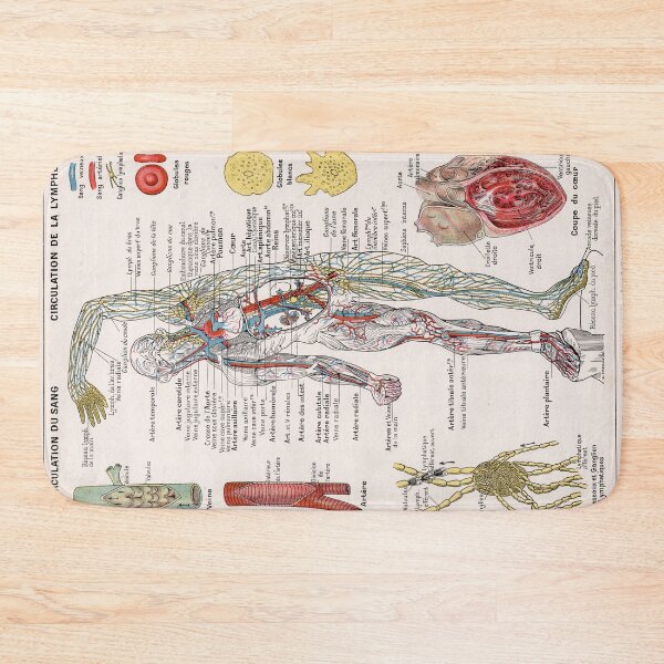 Item preview, Human Circulatory System Human Anatomy French Language Labeled Encyclopedia Diagram designed and sold by Ejaaz.