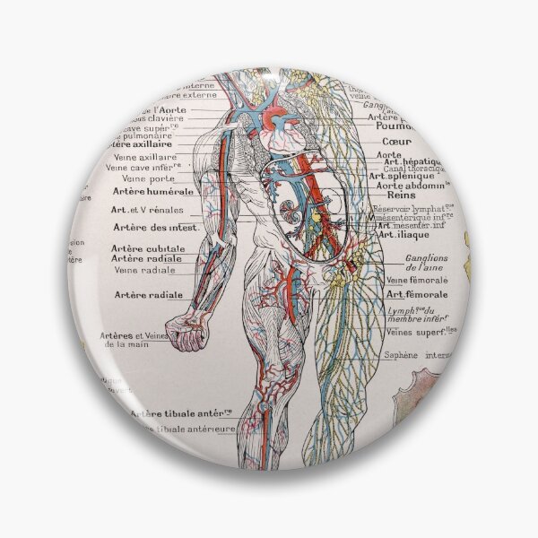 Item preview, Human Circulatory System Human Anatomy French Language Labeled Encyclopedia Diagram designed and sold by Ejaaz.
