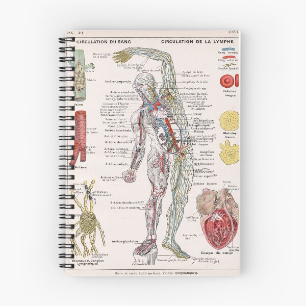Item preview, Human Circulatory System Human Anatomy French Language Labeled Encyclopedia Diagram designed and sold by Ejaaz.