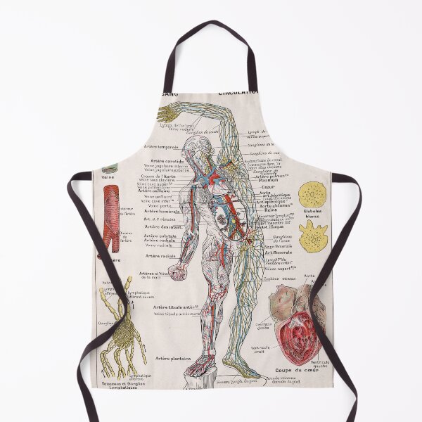 Item preview, Human Circulatory System Human Anatomy French Language Labeled Encyclopedia Diagram designed and sold by Ejaaz.