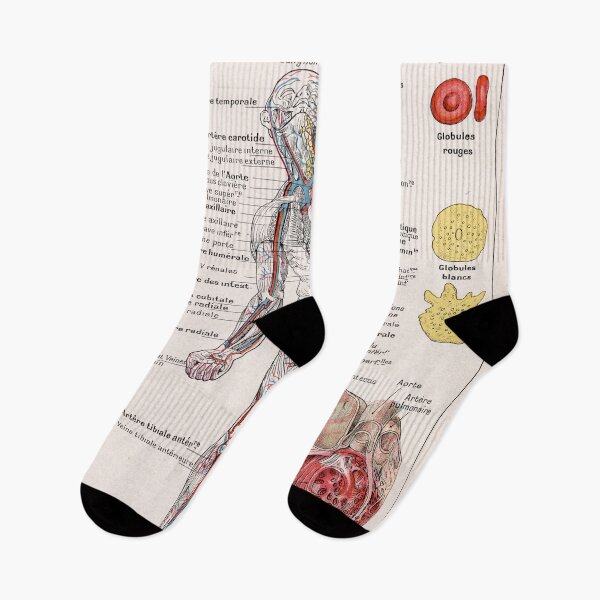 Item preview, Human Circulatory System Human Anatomy French Language Labeled Encyclopedia Diagram designed and sold by Ejaaz.