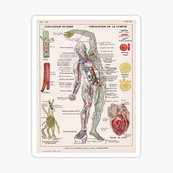 Human Circulatory System Human Anatomy French Language Labeled Encyclopedia Diagram Sticker