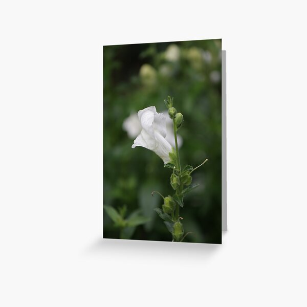White Snapdragon in Rain Greeting Card