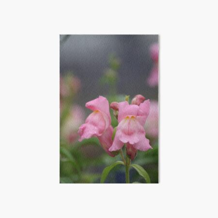 Pink Snapdragon Dew Drops Art Board Print