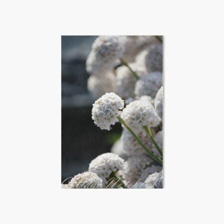 White Allium Flower Art Board Print