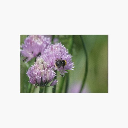 Purple Chive Flower with Bee Art Board Print