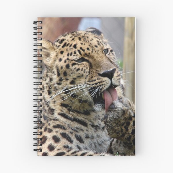 Item preview, Amur Leopard designed and sold by KMDavidPhoto.