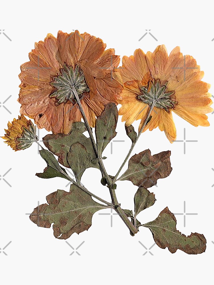 Appree Pressed Flower Sticker - Calendula