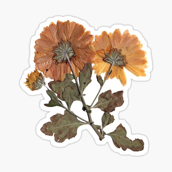 Pressed Flower (A) Sticker for Sale by Scootarooni