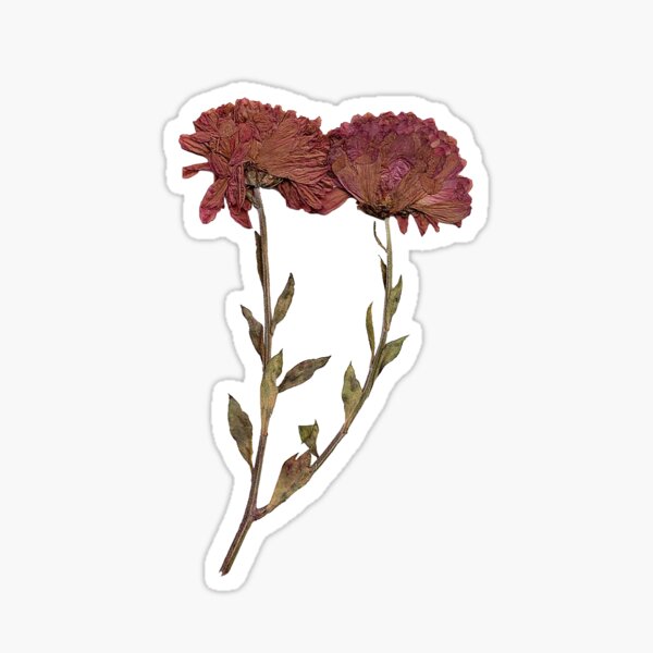 Pressed Flower (A) Sticker for Sale by Scootarooni