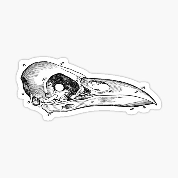 Item preview, Bird skull anatomy picture designed and sold by Ethos & Path.