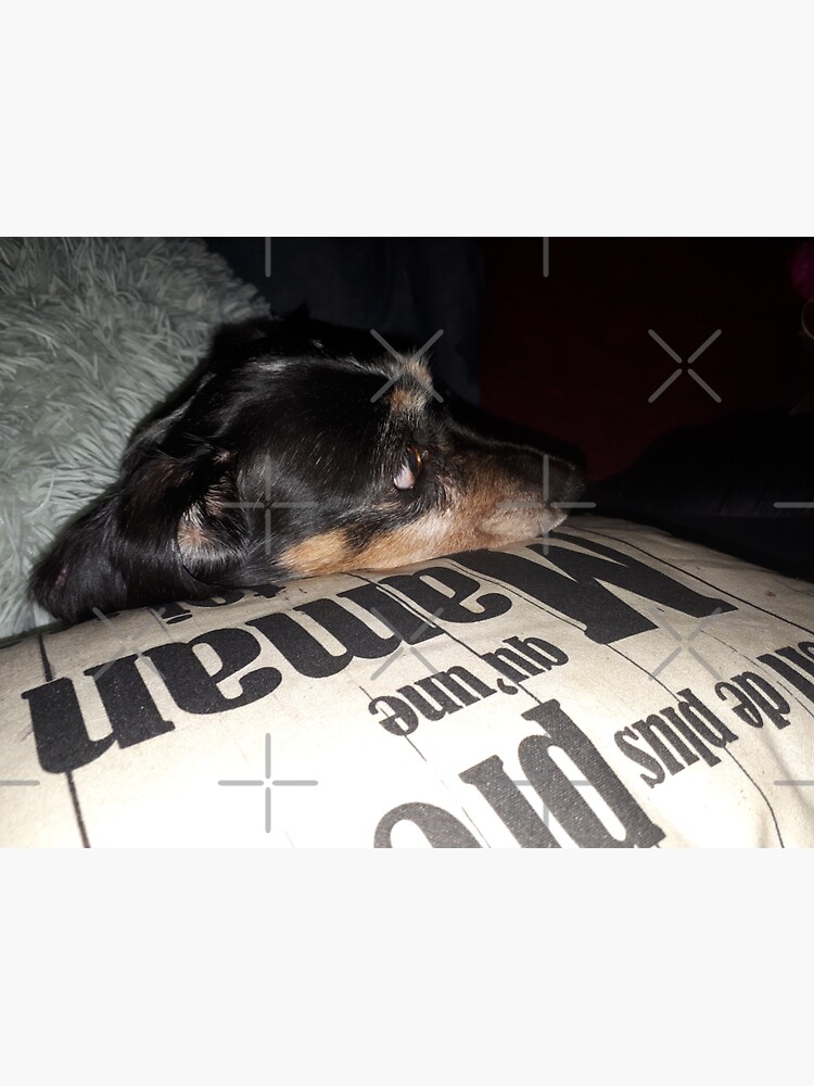 Dolly The Little Teckel - Small Dog Photography by ArtFlorica