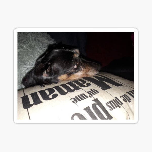 Dolly The Little Teckel - Small Dog Photography Sticker