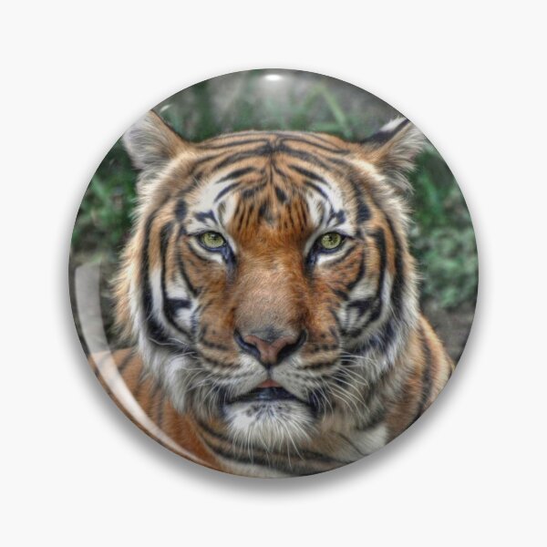 Item preview, Malayan Tiger designed and sold by Savannah Gibbs.