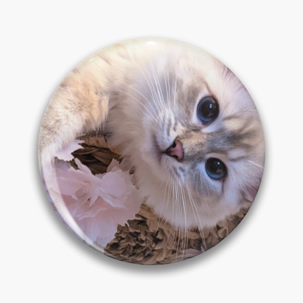 Item preview, Soairseragdoll queen ragdoll cat designed and sold by Fluffycat2020.