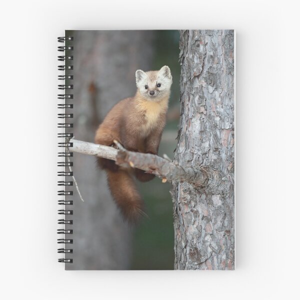 Item preview, Pine Marten designed and sold by mlorenz.