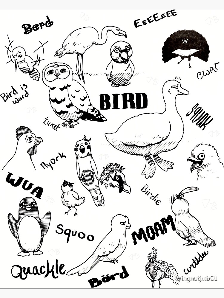 Birds Sticker for Sale by odetojoieee