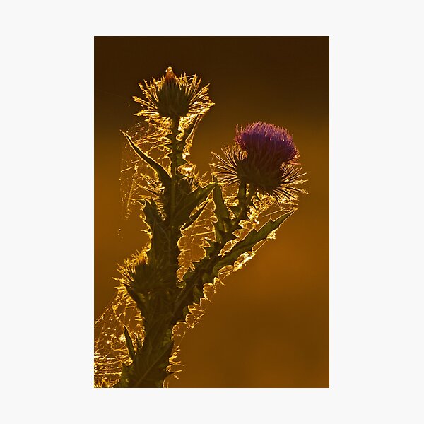 Item preview, Backlit designed and sold by Out there! Photography.