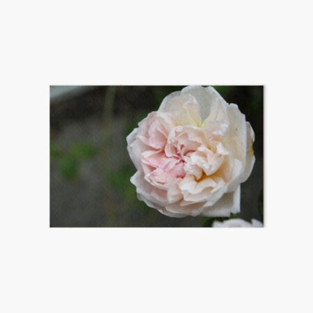 Wild Cottage Rose Art Board Print