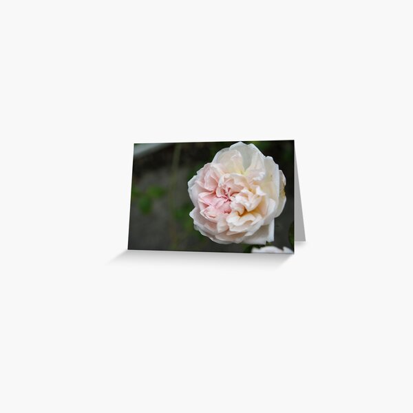 Wild Cottage Rose Greeting Card