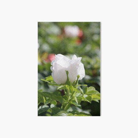 White Rosehip flower in Morning Sun Art Board Print