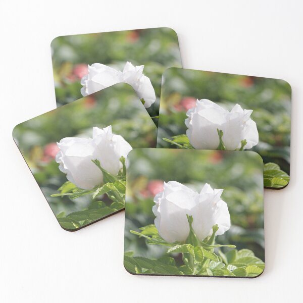 Item preview, White Rosehip flower in Morning Sun designed and sold by SeaverN.