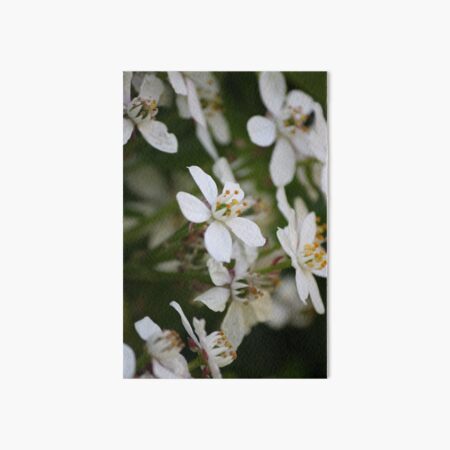 White Viburnum in Flower Art Board Print