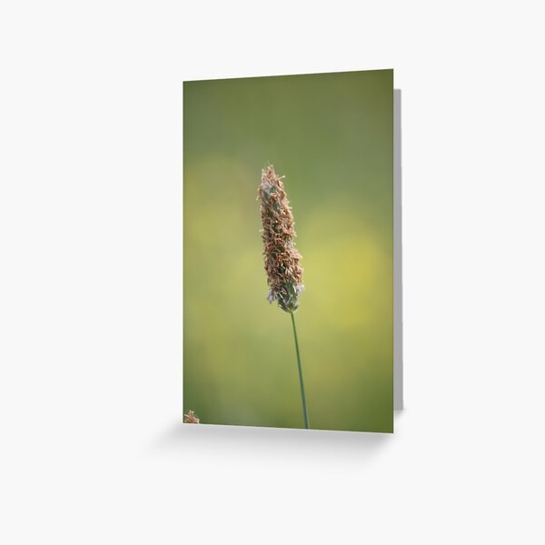 Grass in Bloom Greeting Card