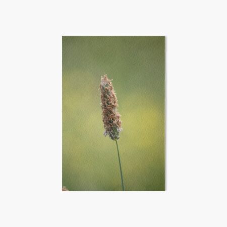 Grass in Bloom Art Board Print