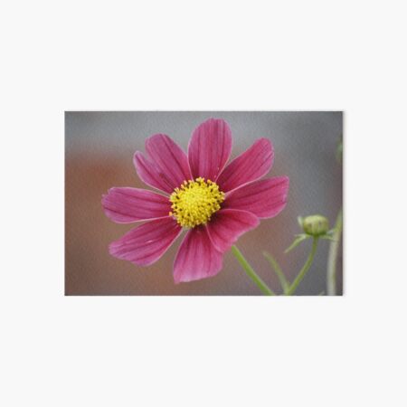 Dahlia in Bloom Art Board Print