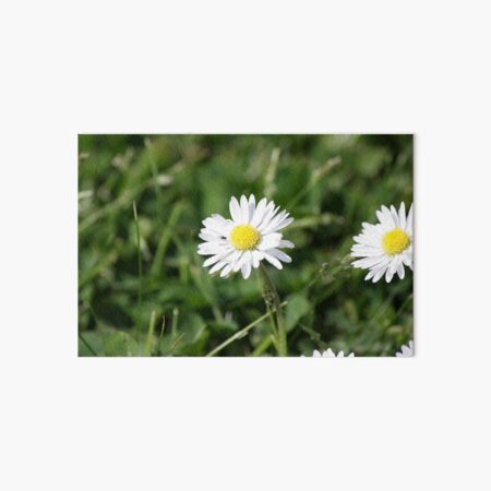 Garden Daisy Art Board Print