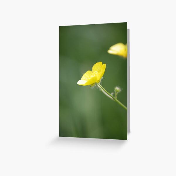 Buttercup in Summer Sun Greeting Card