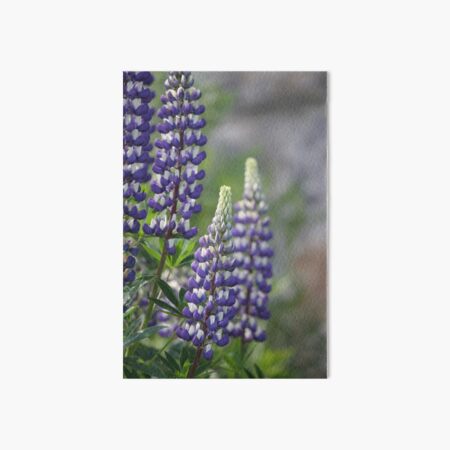 Lupin Art Board Print