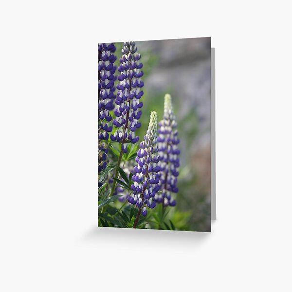 Lupin Greeting Card