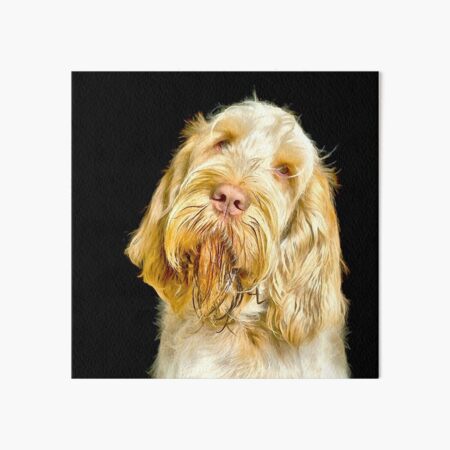 Head tilt Spinone Art Board Print