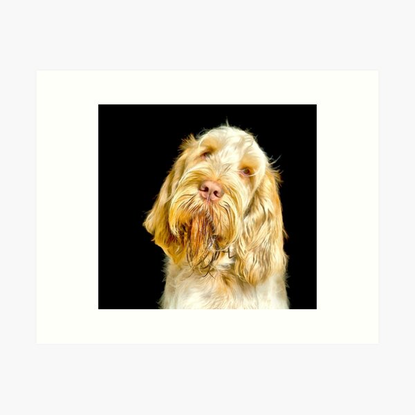 Head tilt Spinone Art Print