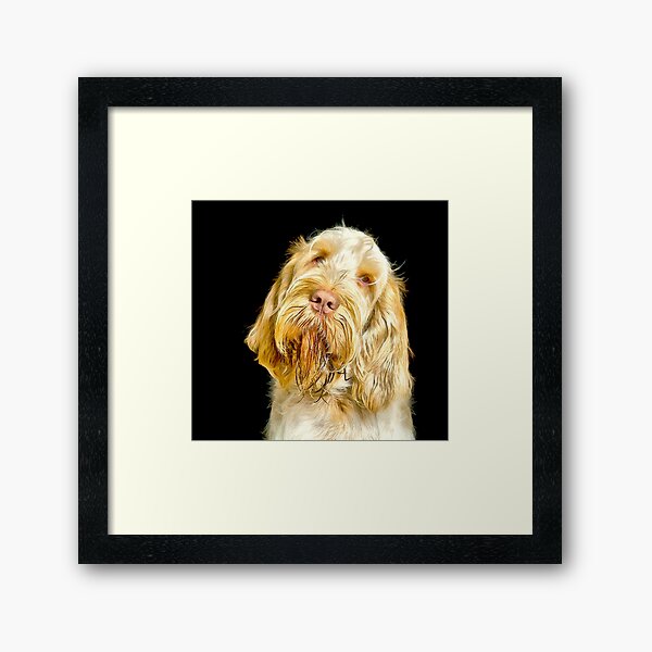 Head tilt Spinone Framed Art Print