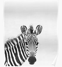 Zebra Poster