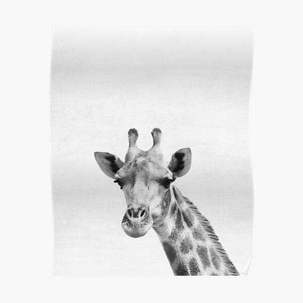 Giraffe Poster