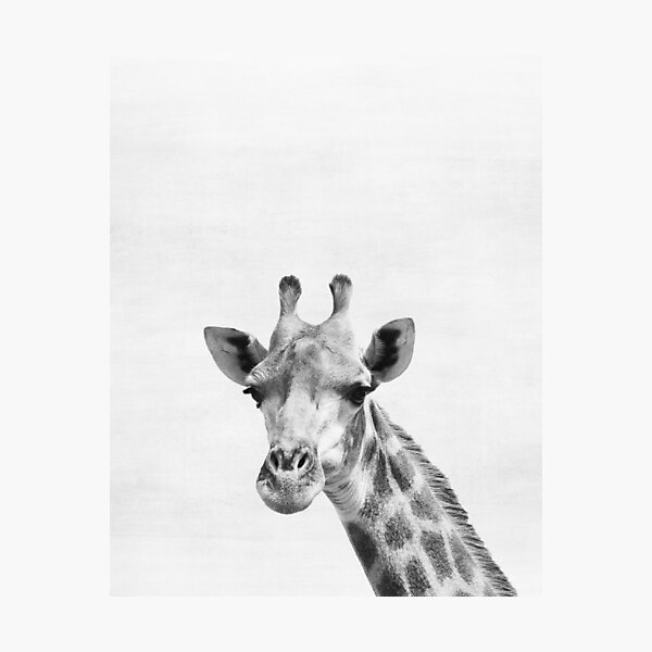 Giraffe Photographic Print