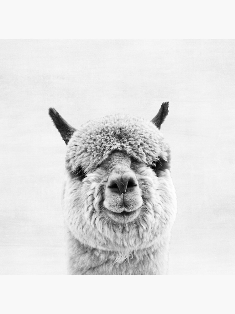 Alpaca by juliaemelian
