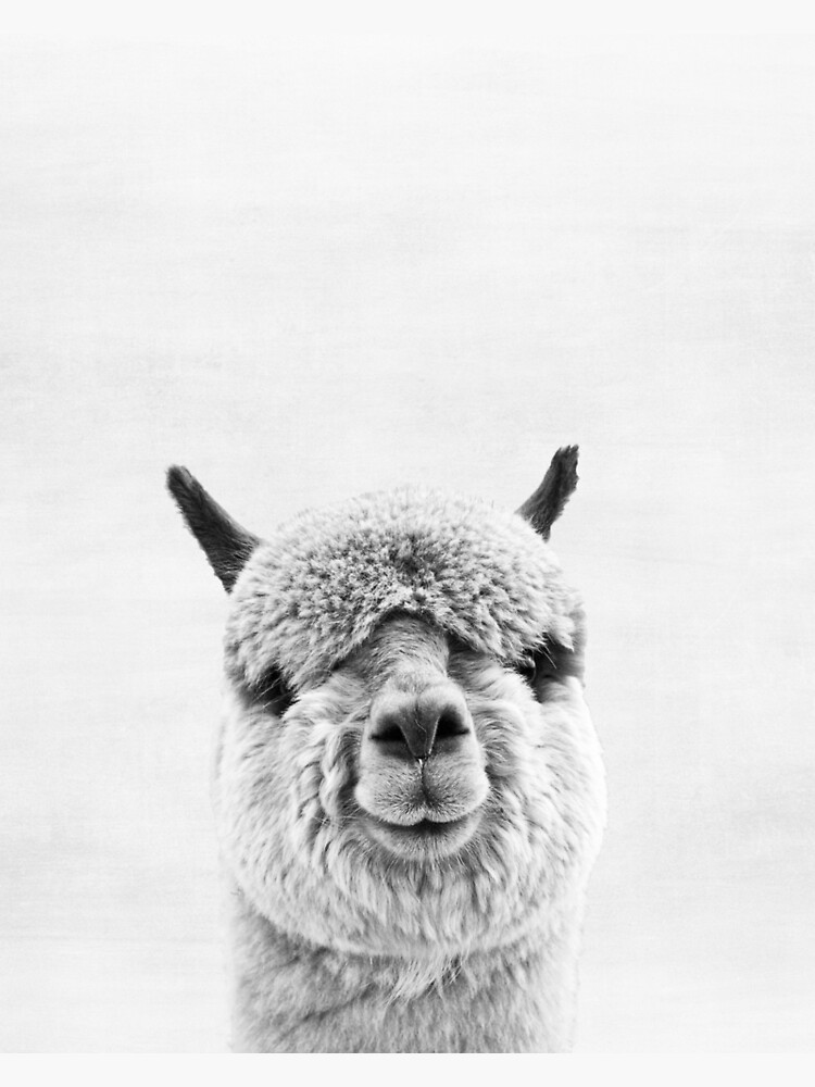 Thumbnail 3 of 3, Poster, Alpaca designed and sold by juliaemelian.