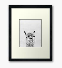 Alpaca Framed Print