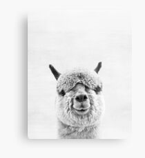 Alpaca Metal Print