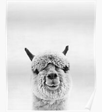 Alpaca Poster