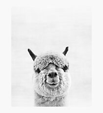 Alpaca Photographic Print