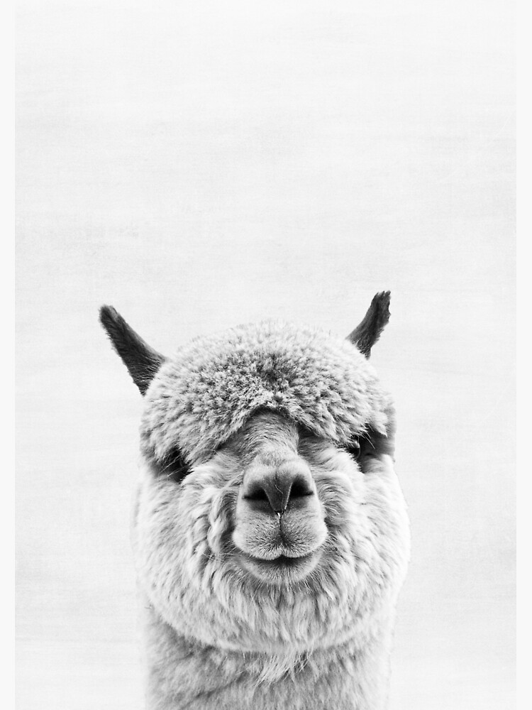 Alpaca by juliaemelian