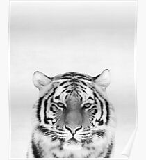 Tiger Poster