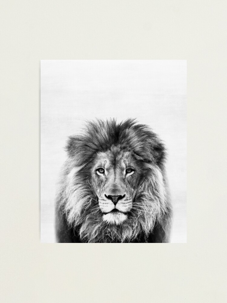 Alternate view of Lion Photographic Print