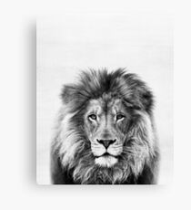 Lion Canvas Print